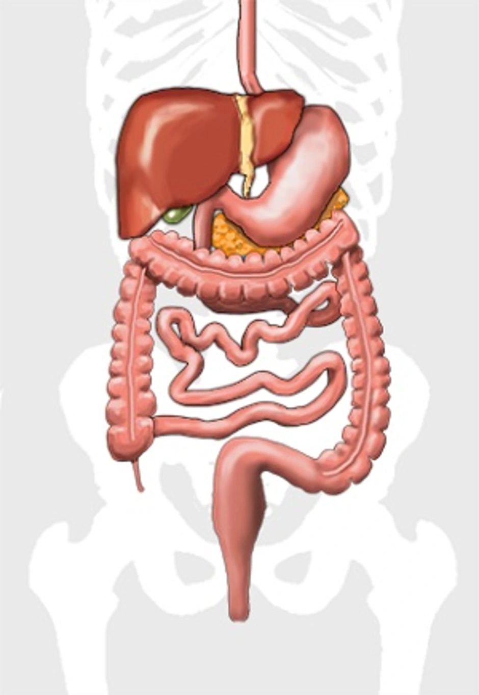 Кишечный тракт. Анатомия ЖКТ человека. Желудочно-кишечный тракт рисунок. ЖКТ рисунок. Пищеварительный тракт рисунок.