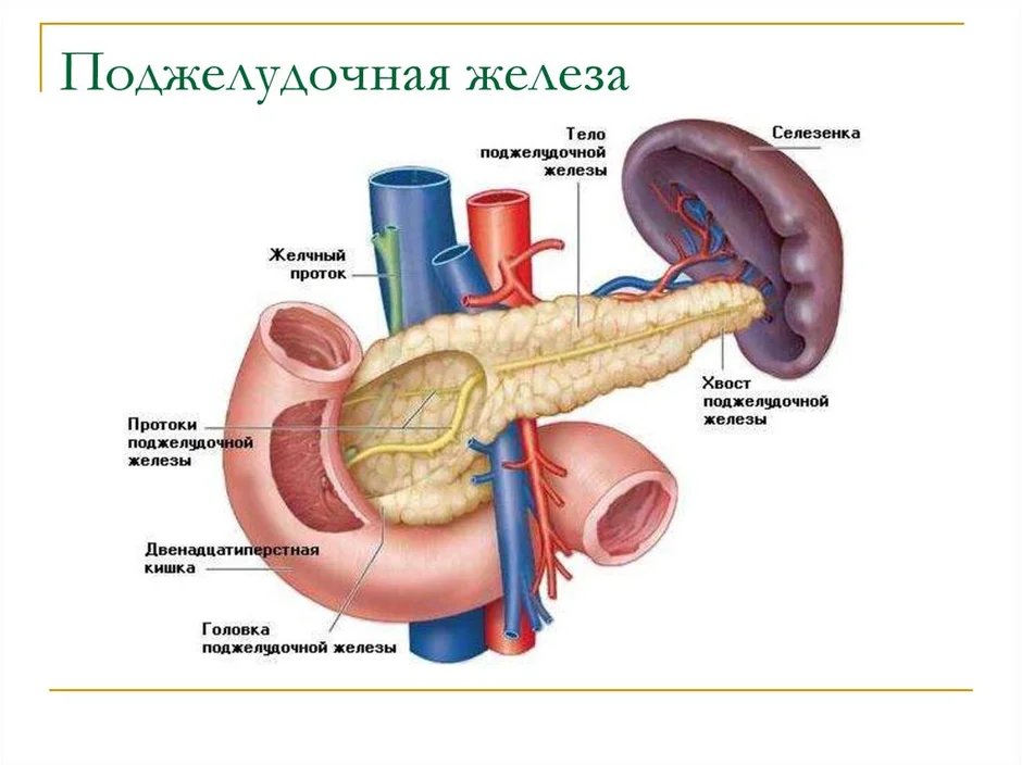 Поджелудочная железа рисунок анатомия человека расположение