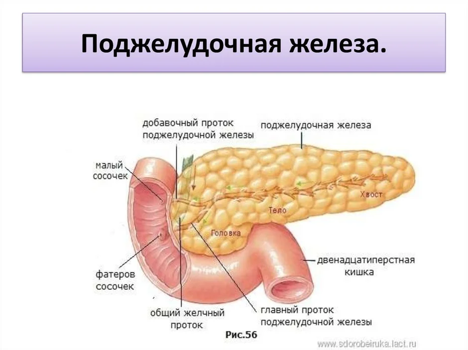 Где находится двенадцатиперстная кишка у человека на рисунке