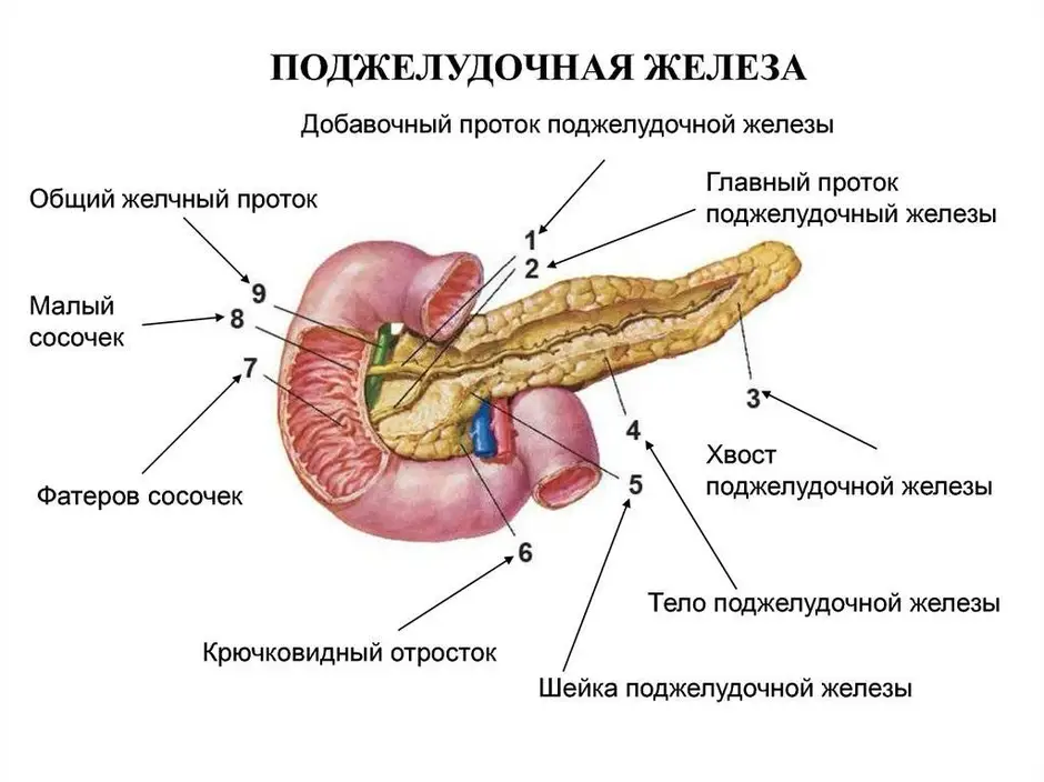 На рисунке крупная железа рыбы вырабатывающая желчь обозначена цифрой