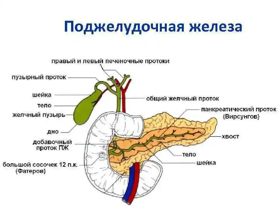 Вирсунгов проток это. Санториниев проток поджелудочной железы. Фатеров сосочек поджелудочной железы анатомия. Строение поджелудочной железы человека анатомия. Поджелудочная железа структуры и протоки.
