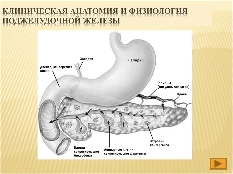 Картинка желудка и поджелудочной железы