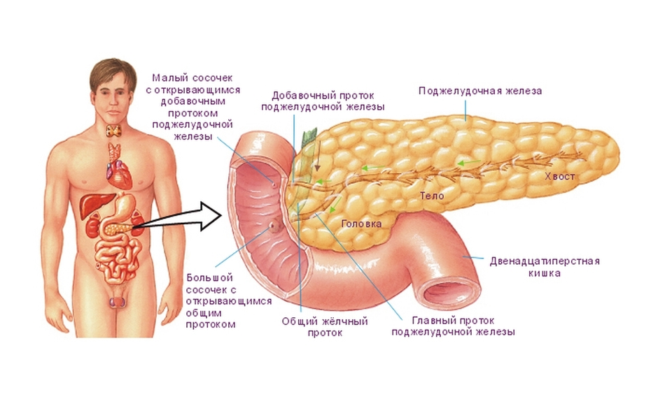 Где находится поджелудочная железа у человека рисунок