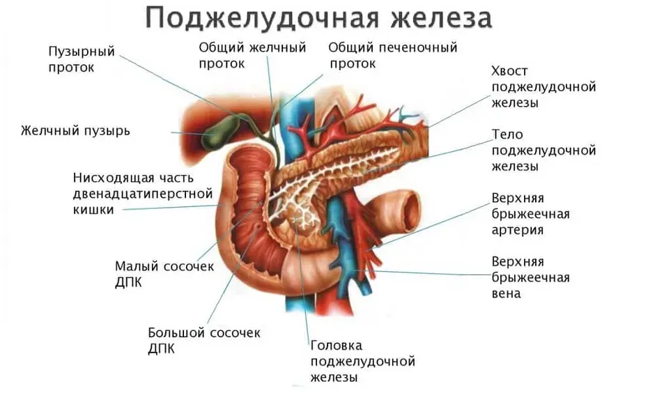 Поджелудочная на схеме