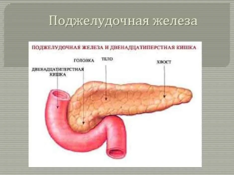 Рисунок поджелудочной железы человека