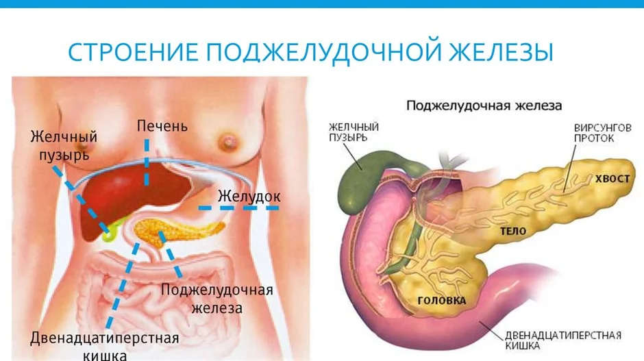 Поджелудочный пузырь где. Строение человека внутренние органы поджелудочная. Анатомия поджелудочная железа расположение. Расположение поджелудочной железы у человека. Расположение поджелудочной железы в организме человека схема.