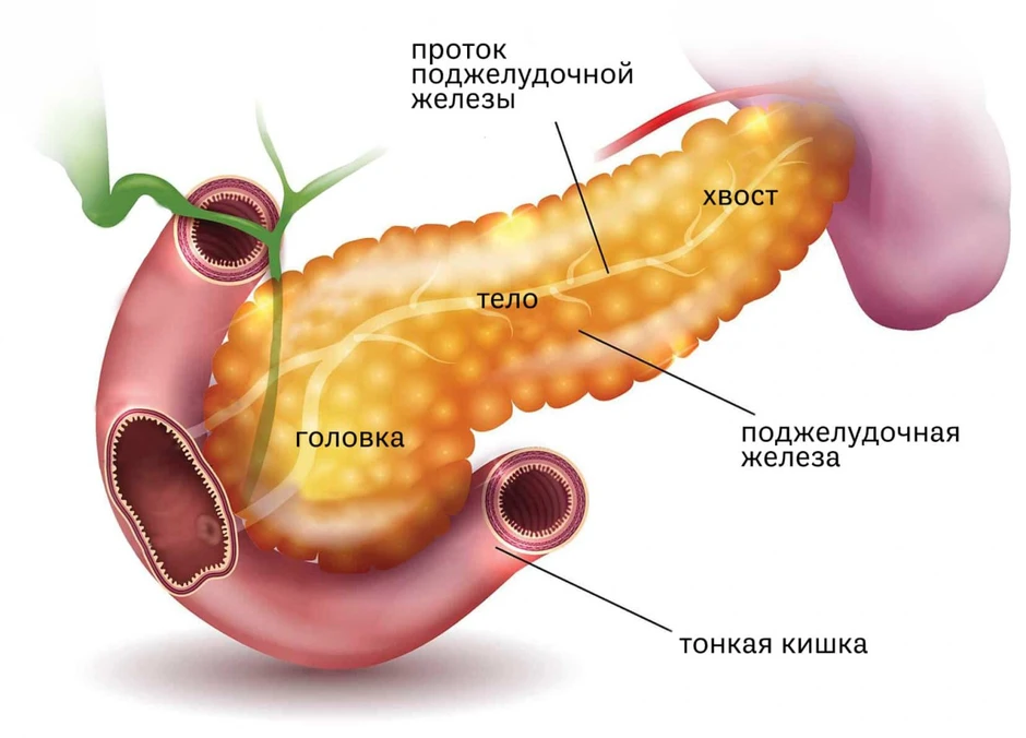 Анатомия поджелудочная железа расположение и рисунок человека