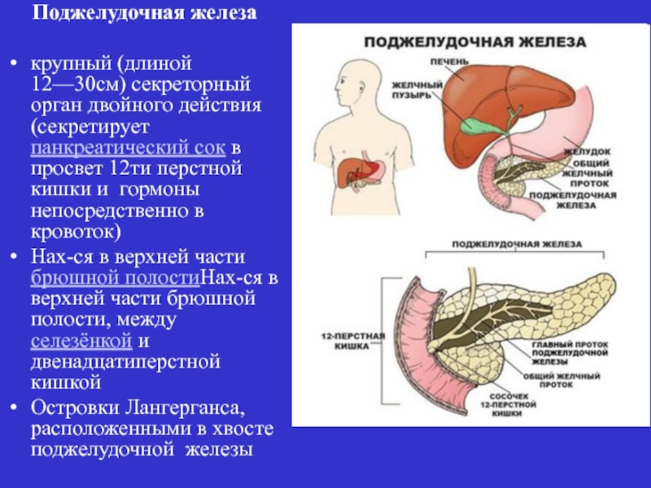 Поджелудочная железа схема расположения