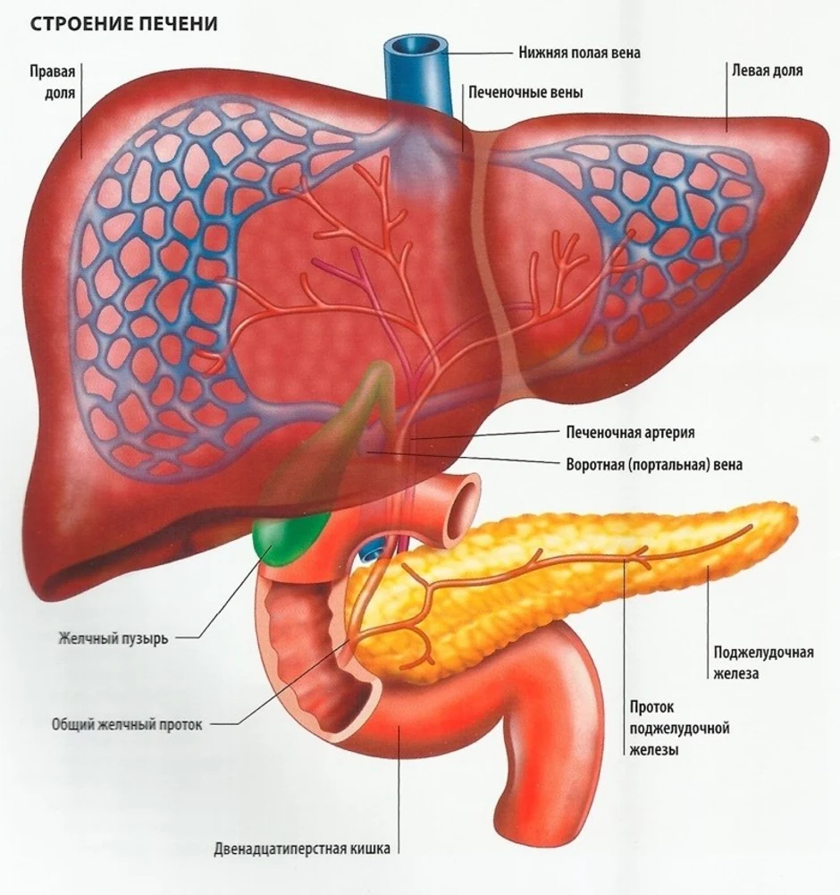 Где находится печень у человека картинка
