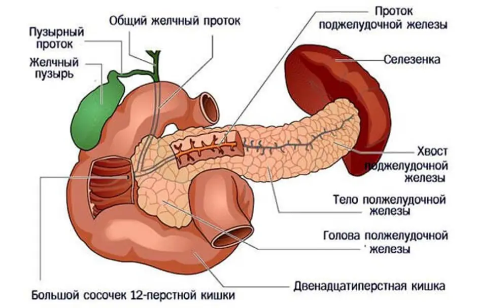 Как проверить селезенку. Строение поджелудочной железы анатомия. Поджелудочная железа анатомия функции. Схема строения поджелудочной железы. Анатомия поджелудочной железы схема.