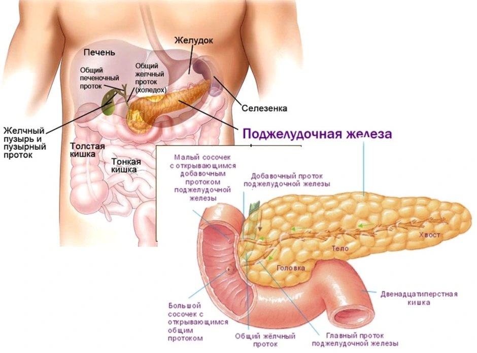 Желчный пузырь сахарный диабет. Где находится поджелудочная железа у человека показать. Структура органов человека поджелудочная железа. Расположение поджелудочной железы в теле человека. Как расположена поджелудочная.