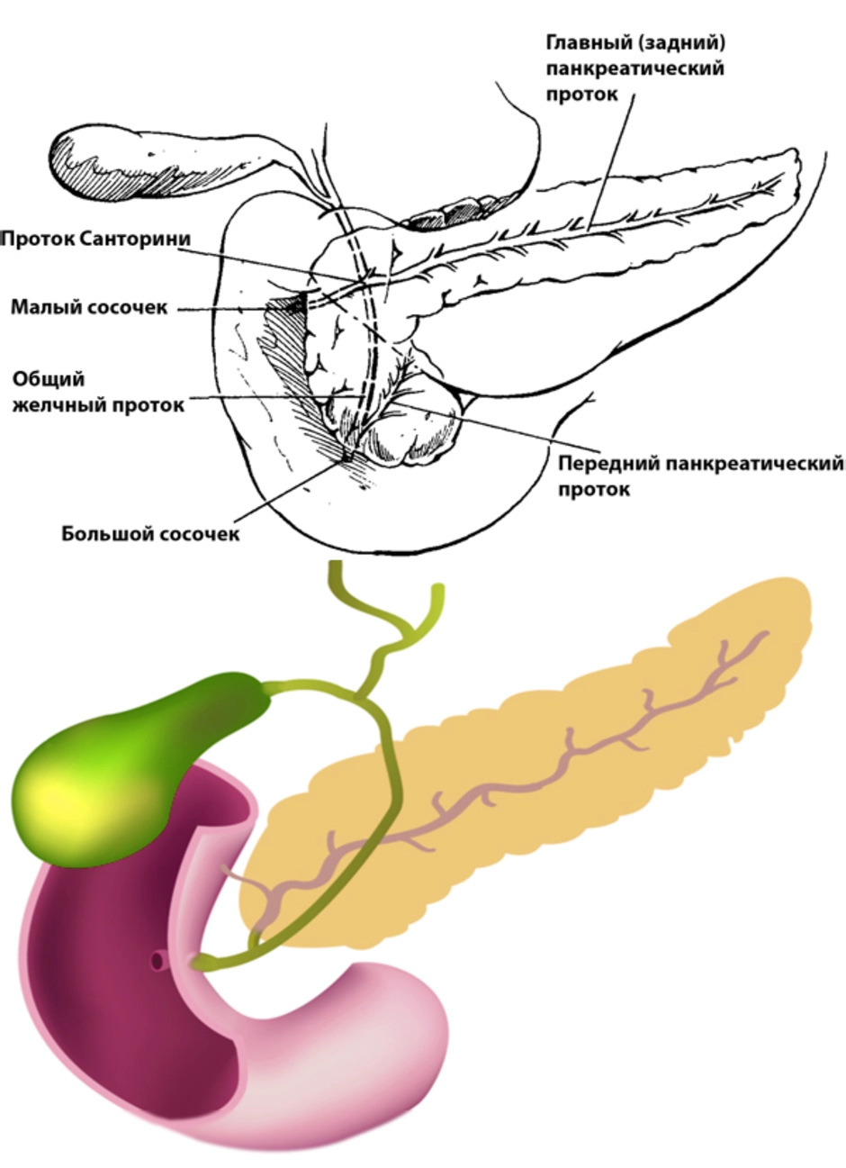 Поджелудка где. Анатомия поджелудочная железа расположение. Поджелудочная железа схема. Внутренние органы человека поджелудочная железа схема расположения. Строение поджелудочной железы анатомия.