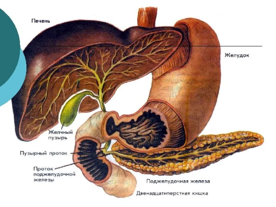 Желчный пузырь 12 перстная кишка. Печень желчный пузырь поджелудочная железа анатомия. Печень поджелудочная железа желчный пузырь. Санториниев проток поджелудочной железы. Протоки поджелудочной железы анатомия.