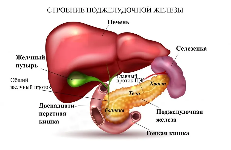 Анатомия поджелудочная железа расположение и рисунок человека