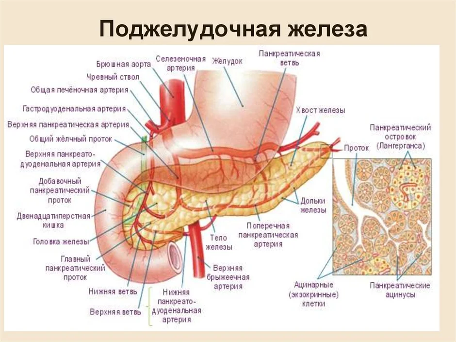 Схема кровоснабжения поджелудочной железы