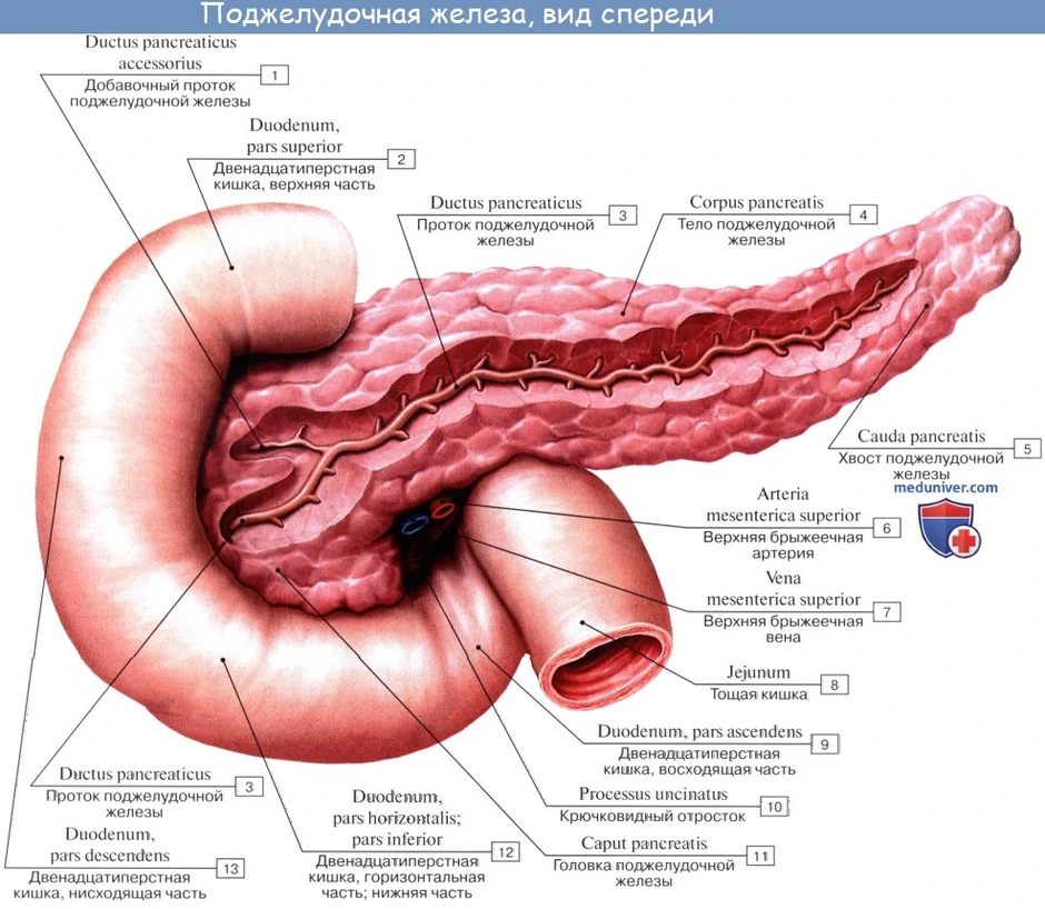 Поджелудочная на схеме