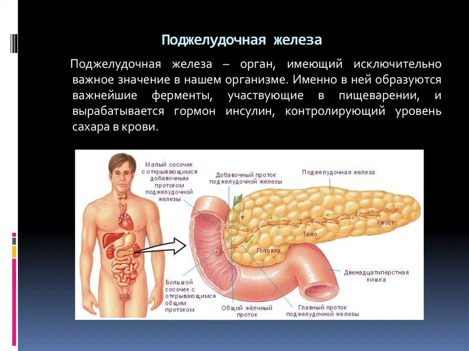 Где находится поджелудочная железа показать на картинке