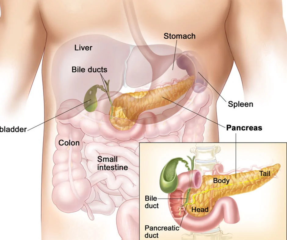 Увеличение поджелудочного хвоста. Селезенка печень поджелудочная железа. Анатомия человека поджелудочная и желчный пузырь. Строение человека внутренние органы поджелудочная железа. Поджелудочная железа железа расположение.