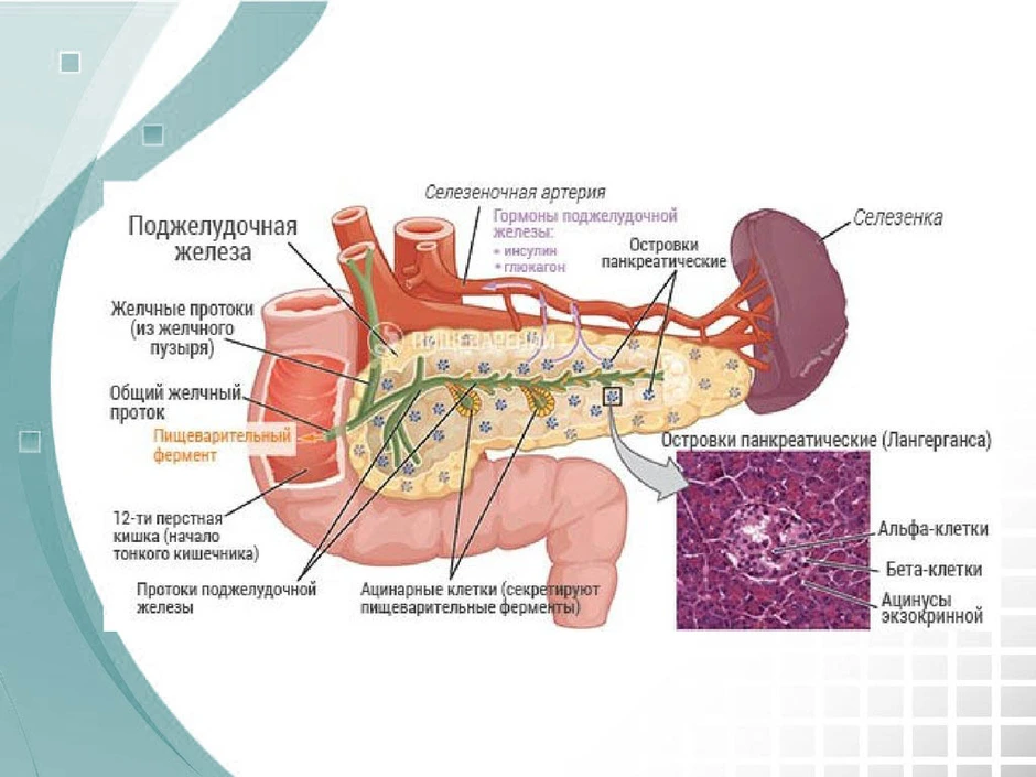 Строение поджелудочной железы рисунок