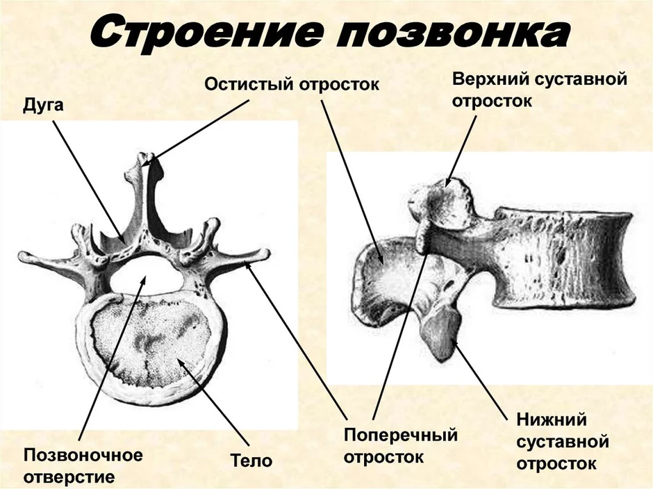 Схема позвонков человека