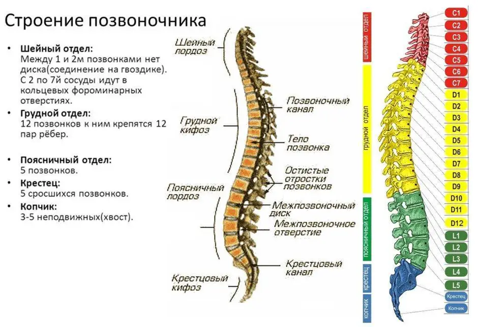 Позвоночник анатомия человека рисунок с подписями