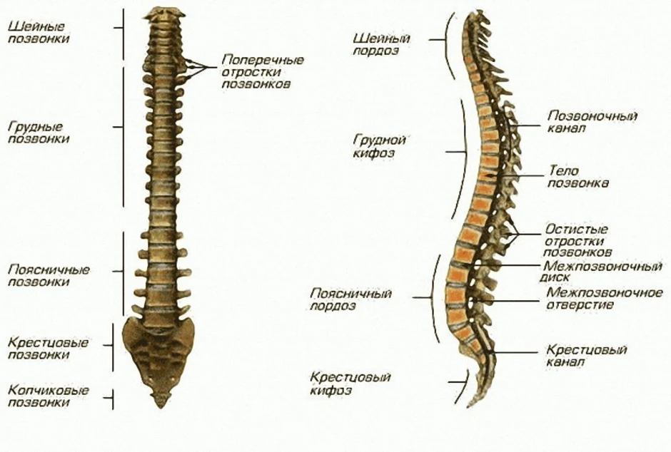 Поясничный отдел тип костей