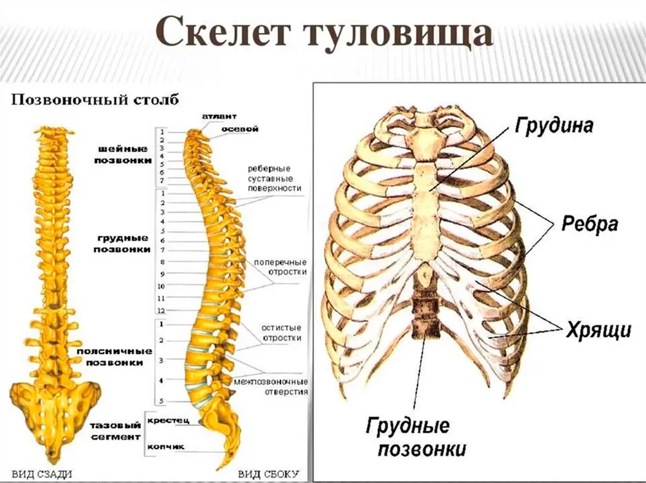 Скелет туловища человека анатомия рисунок с подписями