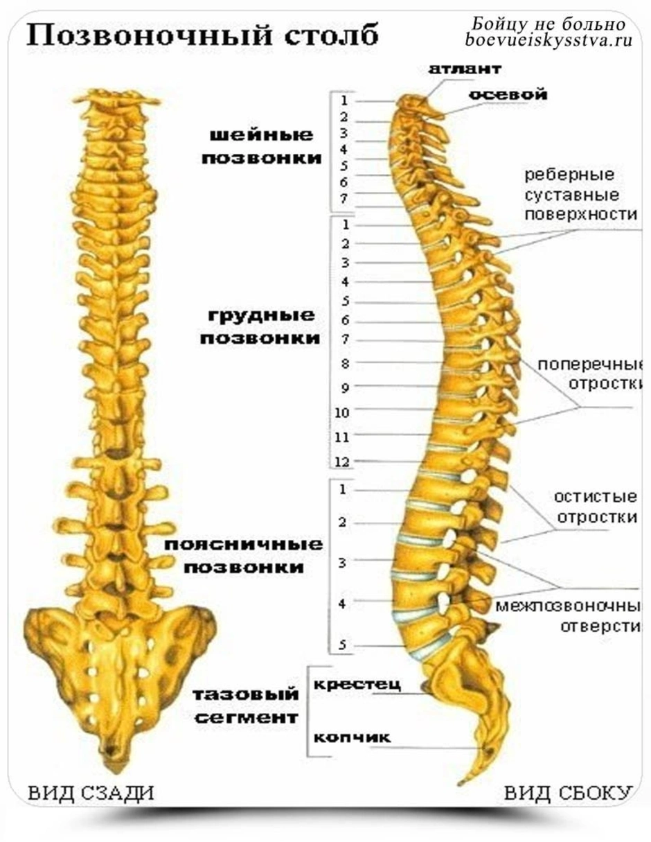 Поясничный отдел позвоночника картинка