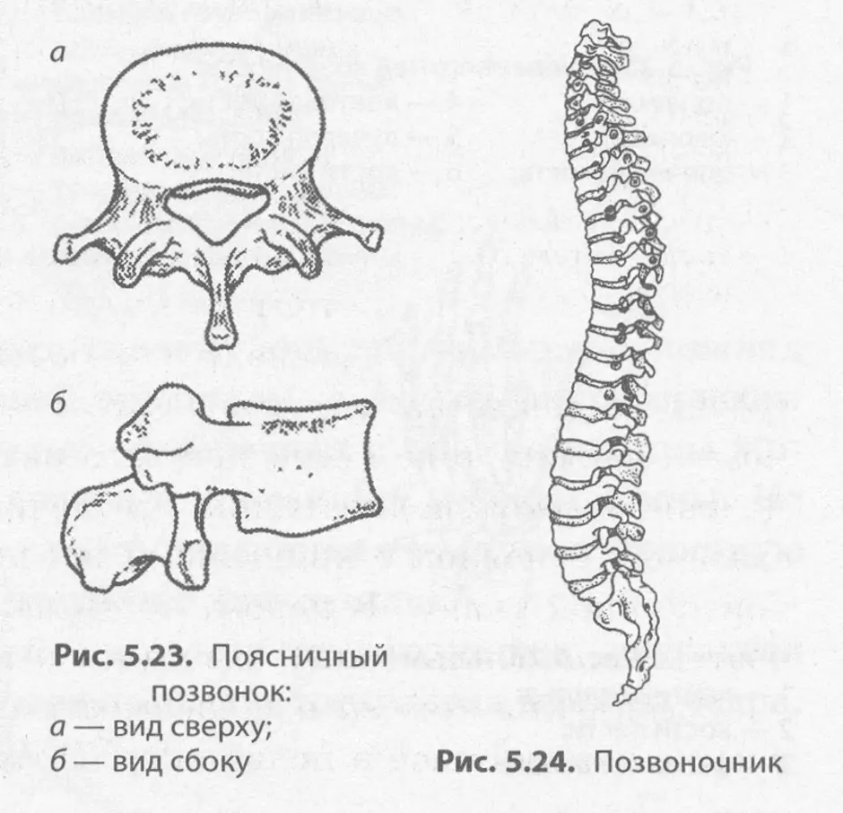 Позвоночные рисунок. Поясничный позвонок вид сбоку. Строение поясничного позвонка человека. 3 Поясничный позвонок вид сбоку. Поясничный позвонок строение сбоку.