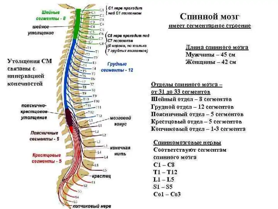 Поясничного отдела позвоночника схема