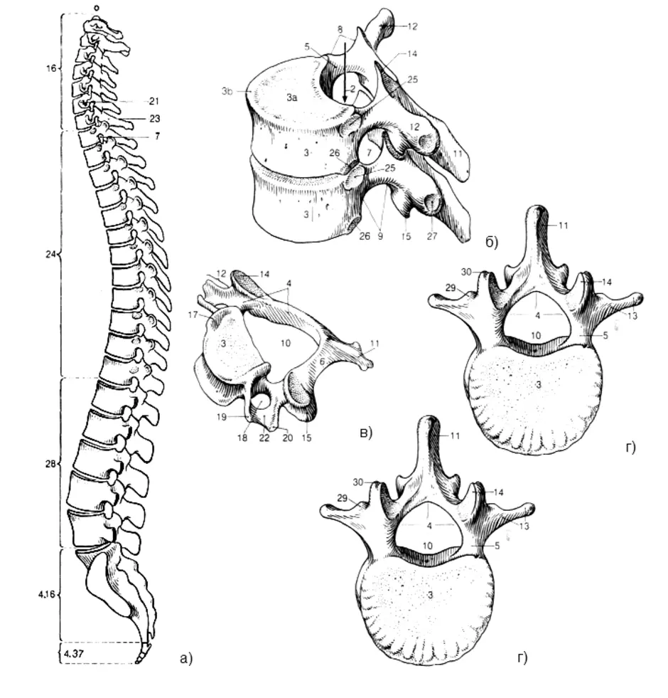 Позвонки позвоночного столба. Позвоночный столб анатомия человека. Анатомия позвоночного столба строение позвонков. Позвоночный столб строение рисунок. Позвонок строение на скелет.