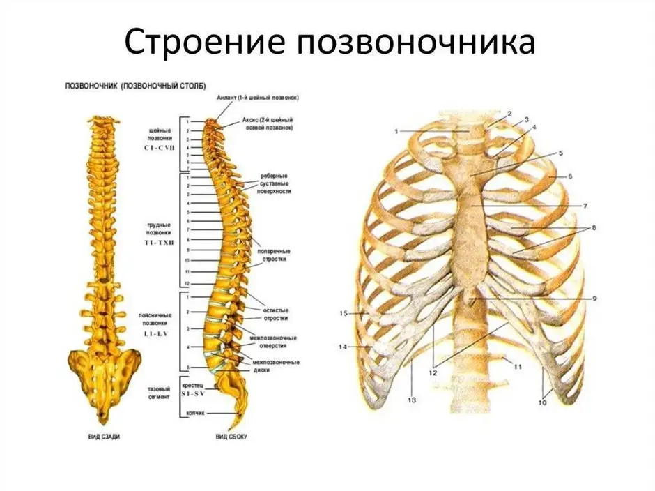 Схема строения позвоночника человека с номерами позвонков