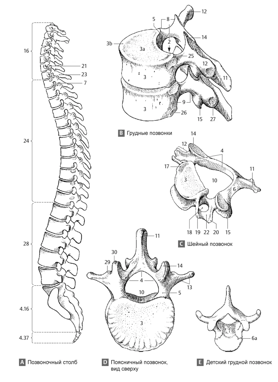 Позвоночный столб анатомия рисунок