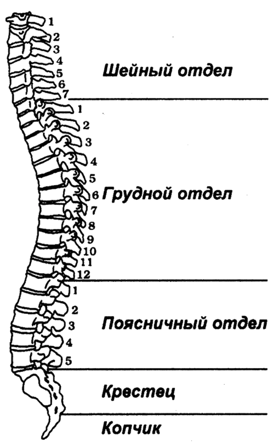 Шейный отдел кости скелета. Позвоночник отделы строение. Позвоночный столб отделы строение позвонков. Схема позвоночного столба человека. Gjpdjyjxysqcnjk, анатомия схема.