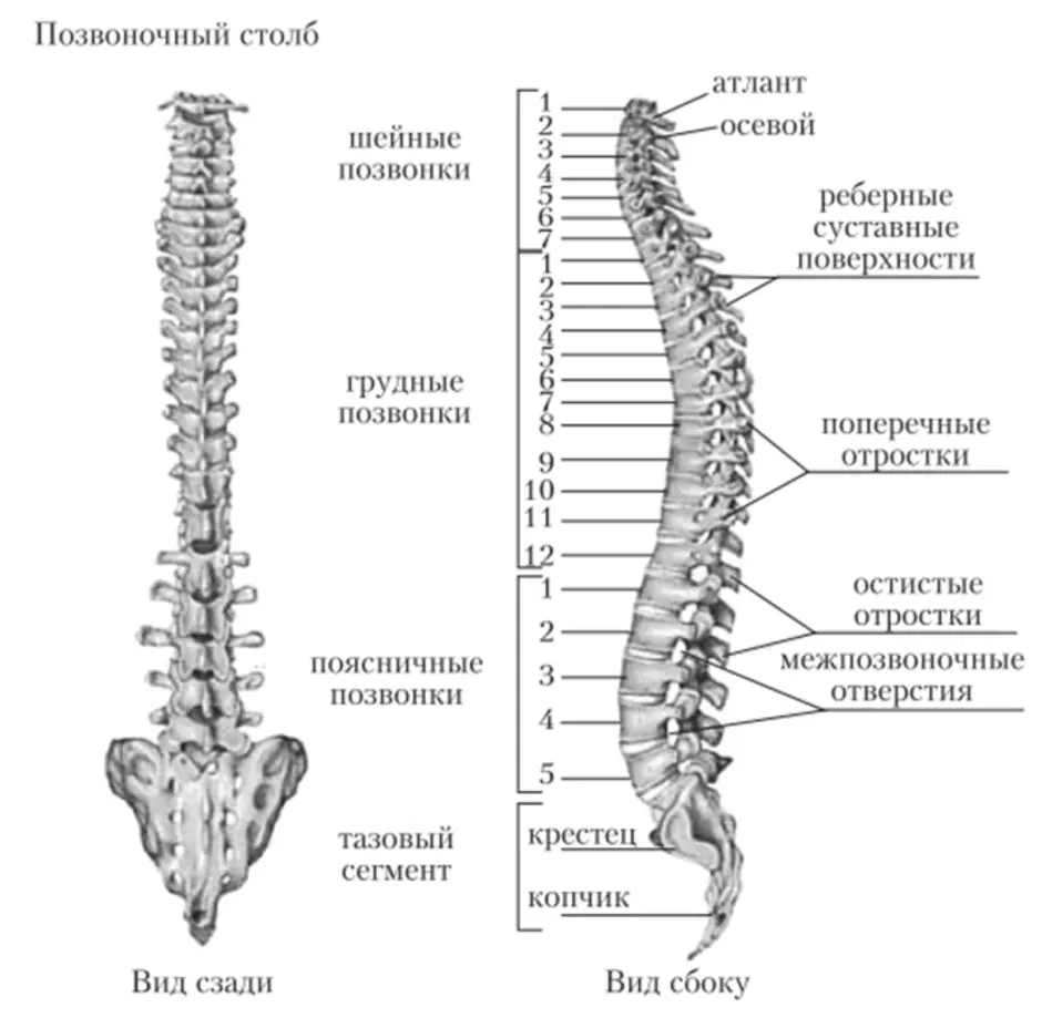 Позвоночник человека строение нумерация позвонков в картинках