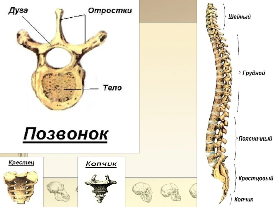 Шейный отдел кости скелета. Позвонки человека биология 8 класс. Биология 8 класс тело позвонка. Строение скелета позвоночника человека. Скелет позвоночника человека анатомия позвонков.