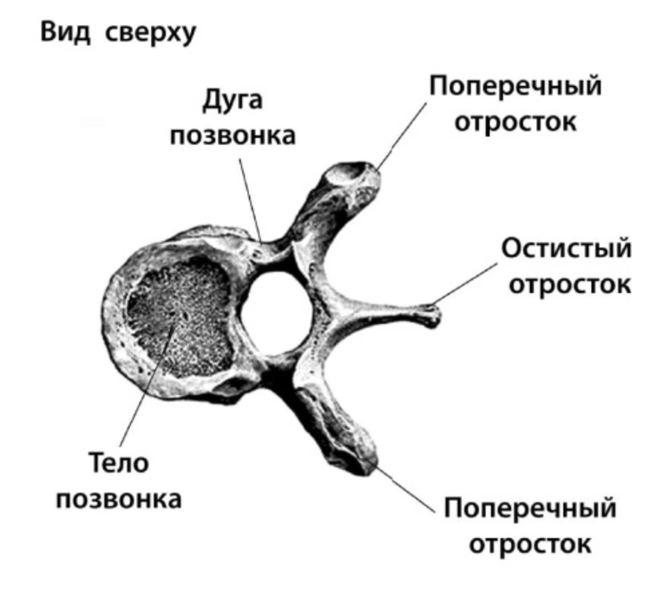 Картинка позвонка человека