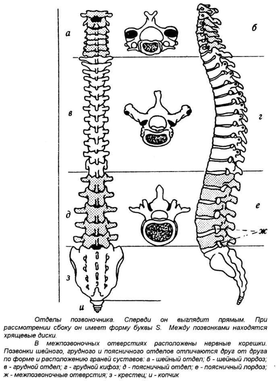 Позвоночник человека строение нумерация позвонков в картинках