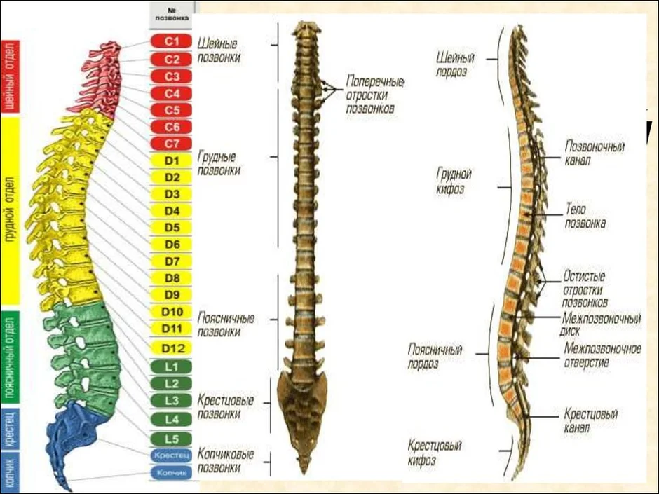 Грудной и поясничный отделы позвоночника схема