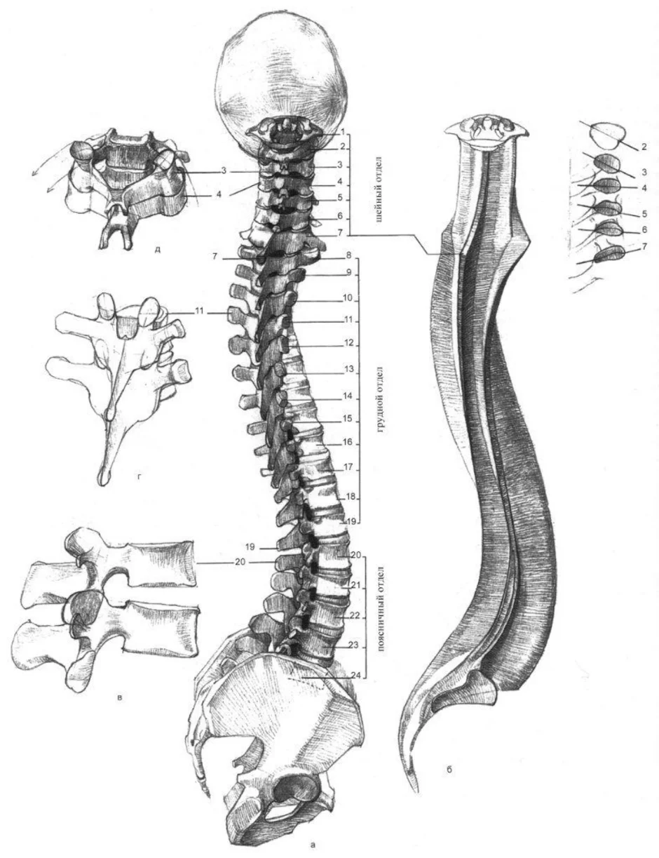 Позвоночник анатомия человека рисунок с подписями
