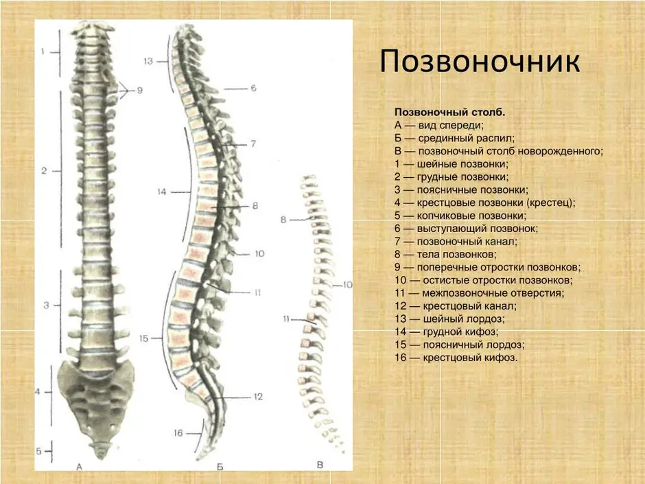 Позвоночник человека анатомия картинки