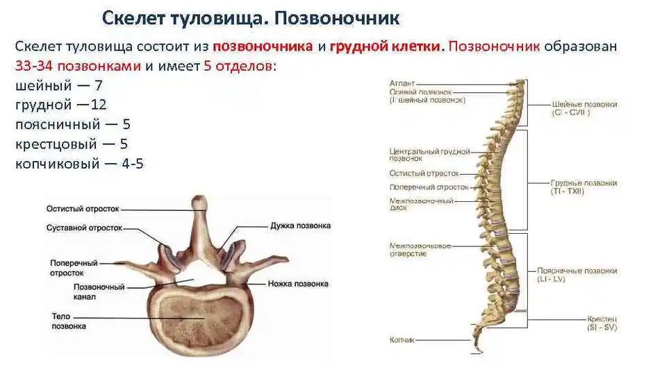 В позвоночнике различают отделы. Скелет позвоночника vertebra. Скелет туловища позвонки анатомия. Позвоночный столб и строение позвонка.