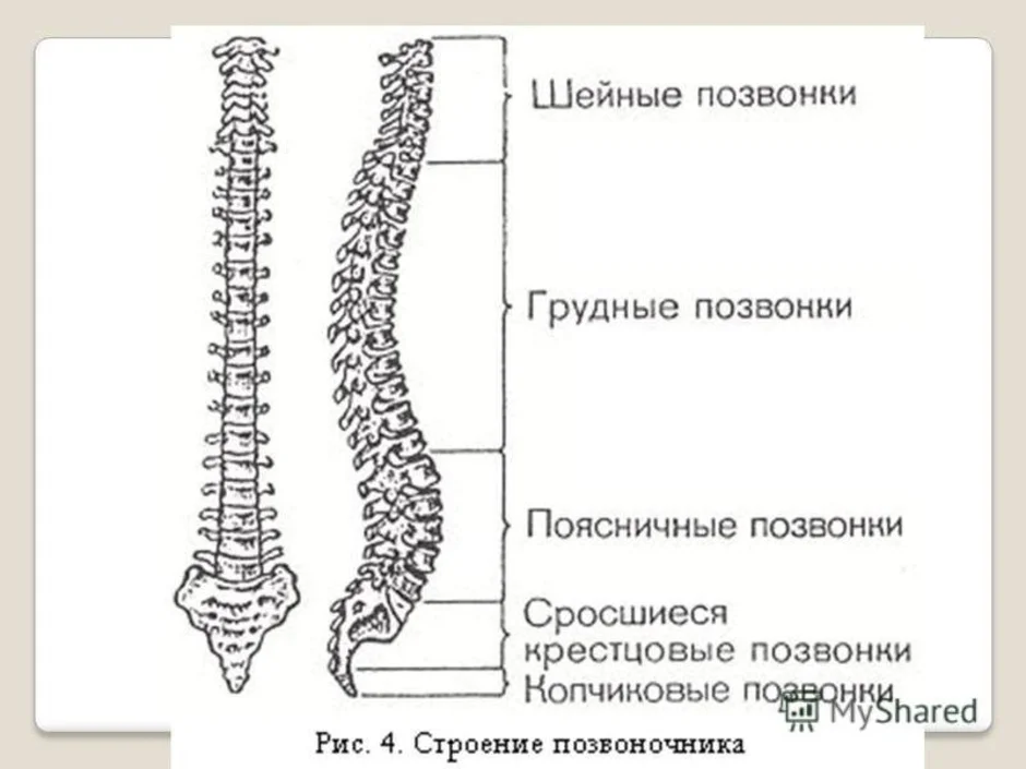 Позвоночник анатомия человека рисунок с подписями