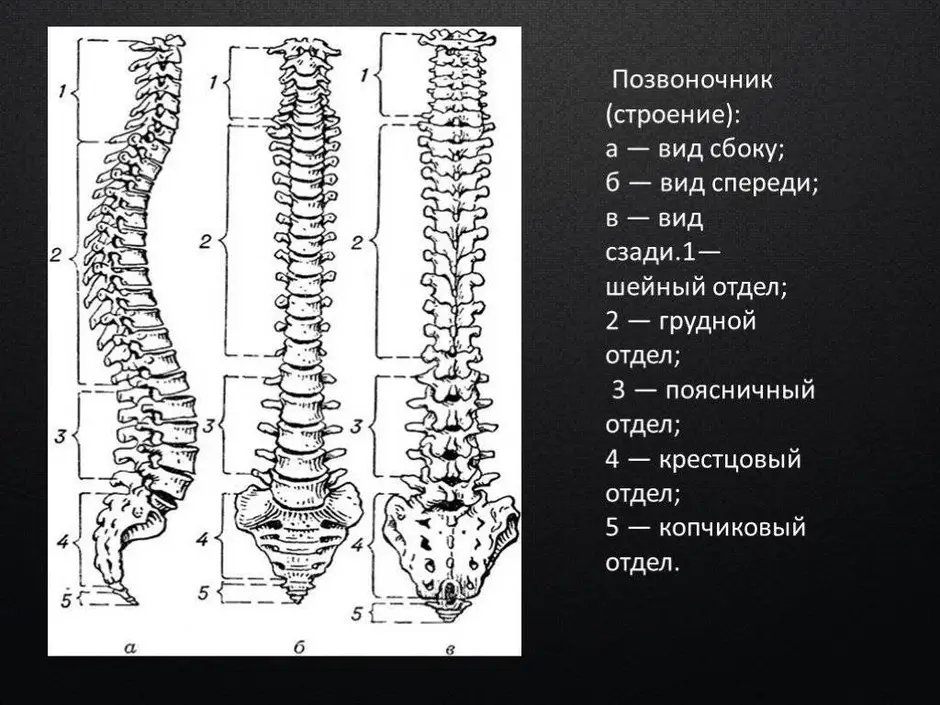 Рисунок позвоночника человека с обозначением позвонков