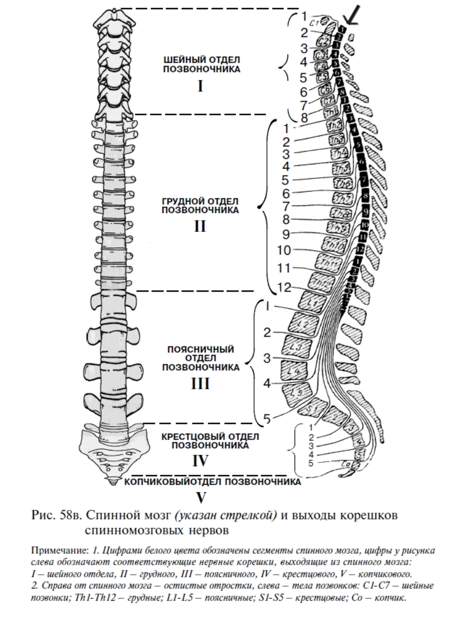 Расположение отделов спинного мозга. Схема выхода Корешков спинного мозга. Сегменты th1-th12 позвонка. Схема позвоночника l1 l2. Шейный отдел спинного мозга топографическая анатомия.