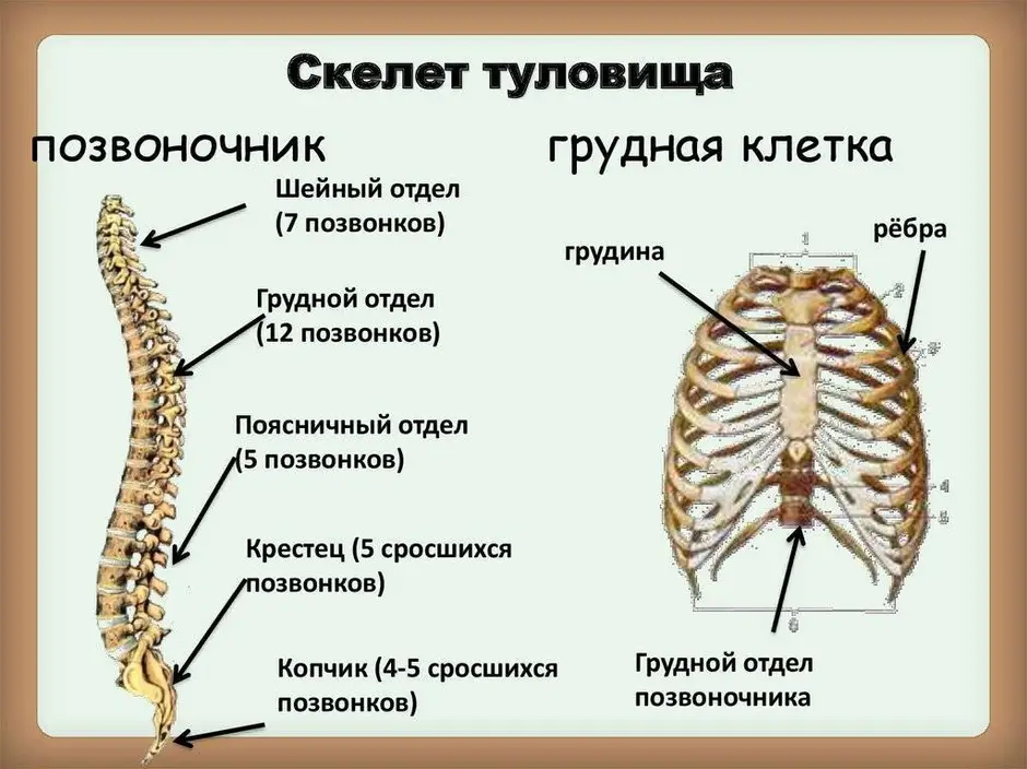 Из чего состоит рисунок