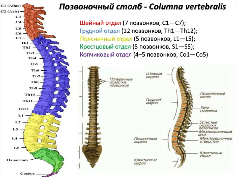 Грудной и поясничный отделы позвоночника схема