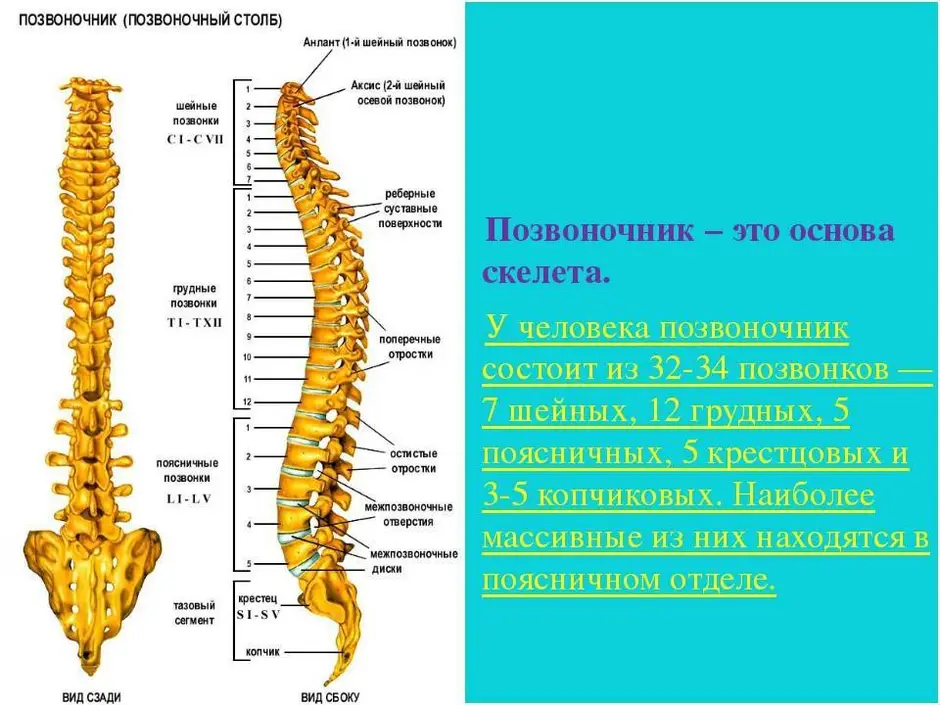 Грудной отдел позвоночника картинка