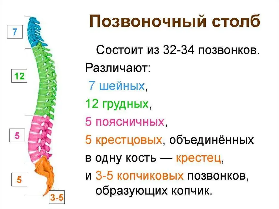 Позвоночник человека анатомия рисунок