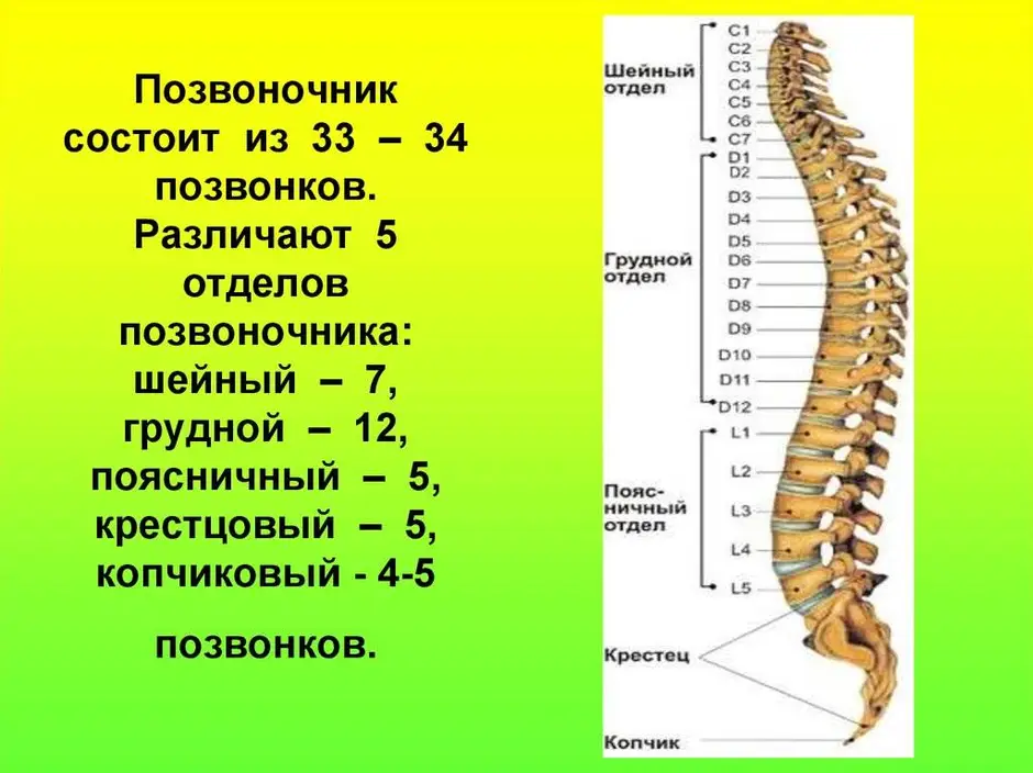 Схема позвоночника человека с обозначением позвонков и дисков в картинках с номерами